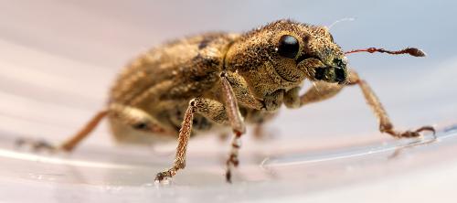 Réf. 299 421 : Sitona macularius
