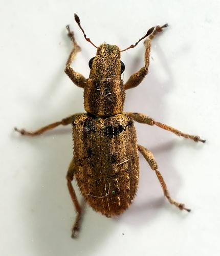 Réf. 299 419 : Sitona macularius