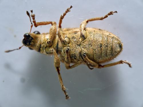 Réf. 299 422 : Sitona macularius