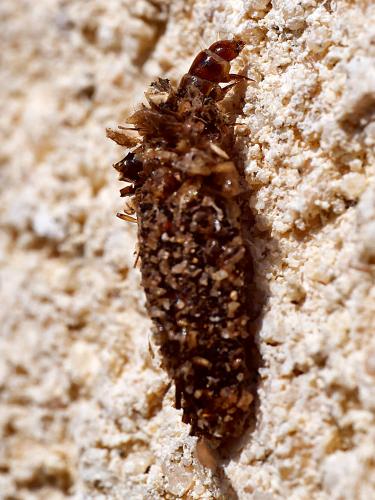 Dahlica triquetrella