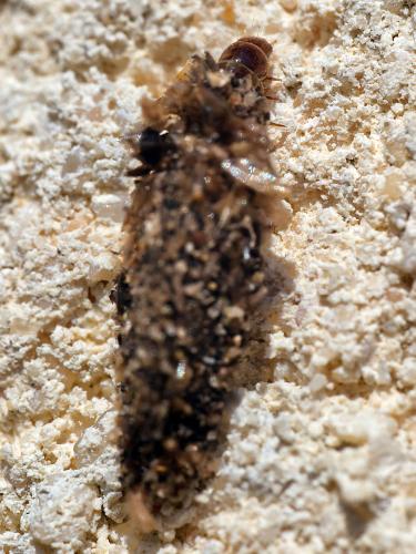 Réf. 299 664 : Dahlica triquetrella