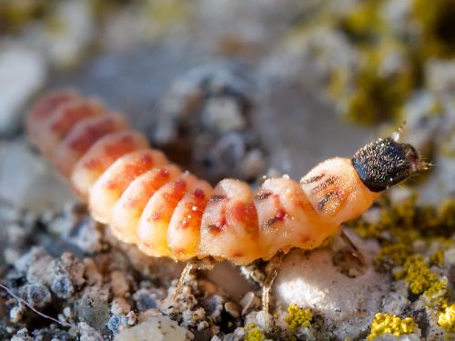 Malachius bipustulatus