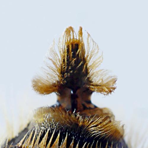 Réf. 299 133 : Andrena rhenana