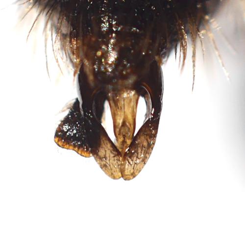 Andrena rosae