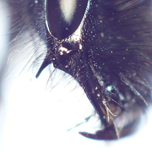 Andrena rosae