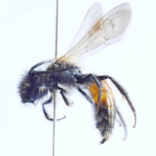 Andrena rosae