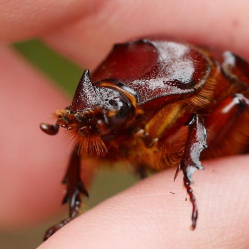 Oryctes nasicornis