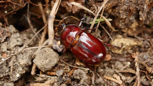 Réf. 299 874 : Oryctes nasicornis