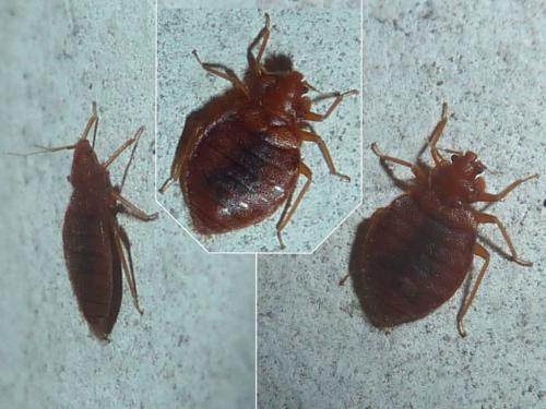 Cimex sp.
