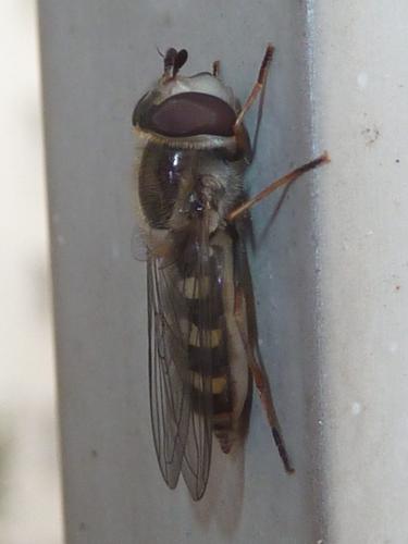Réf. 299 880 : Scaeva pyrastri