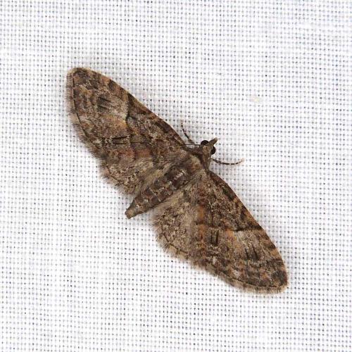 Réf. 299 556 : Eupithecia abbreviata