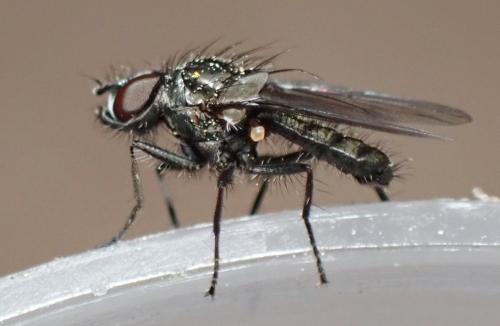 Egle sp.