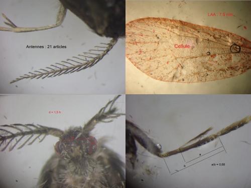 Réf. 299 204 : Psyche crassiorella