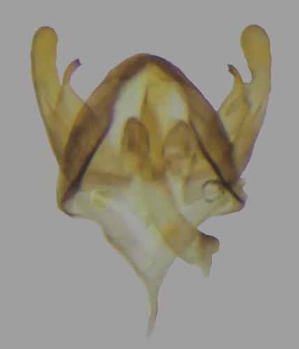 Réf. 299 205 : Psyche crassiorella