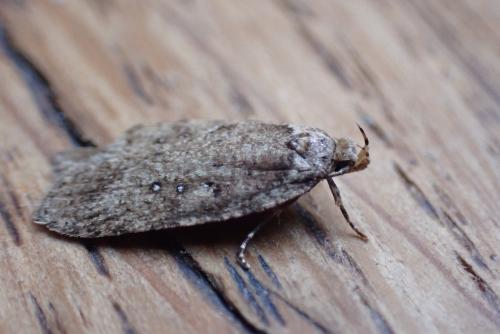 Agonopterix heracliana