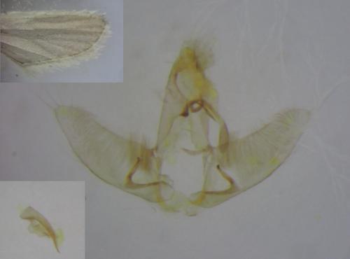 Agonopterix heracliana