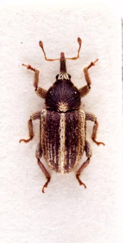 Tychius striatulus