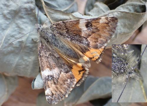 Archiearis parthenias