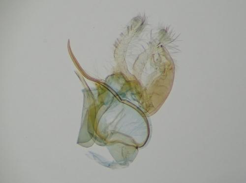 Réf. 299 502 : Aproaerema anthyllidella