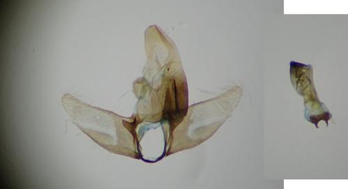 Amphisbatis incongruella