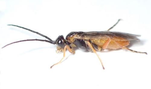 Réf. 299 575 : Pristiphora pallidiventris