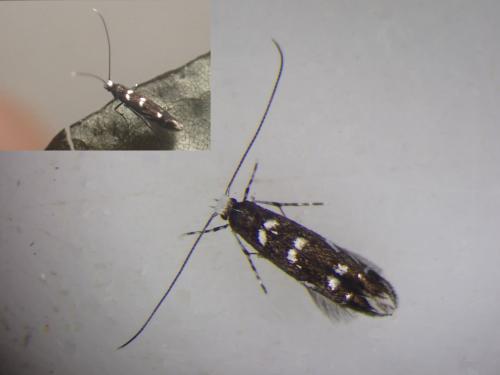 Réf. 299 650 : Parectopa robiniella