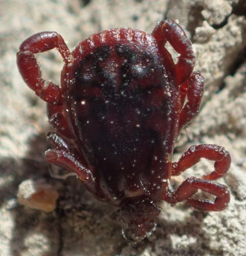 Rhipicephalus sanguineus