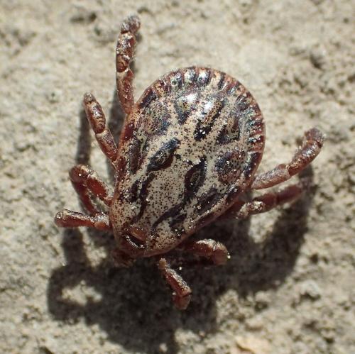 Réf. 299 768 : Dermacentor sp.