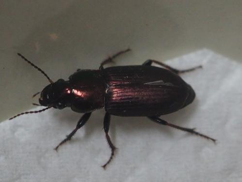 Réf. 299 665 : Harpalus sp.