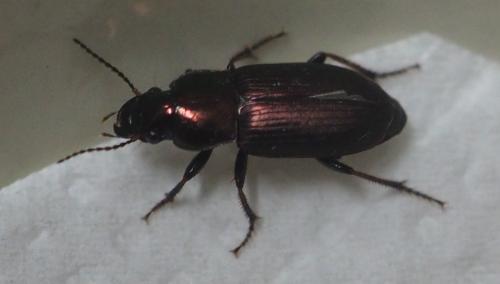 Réf. 299 666 : Harpalus sp.