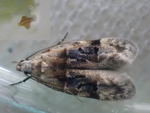 Réf. 299 820 : Altenia scriptella