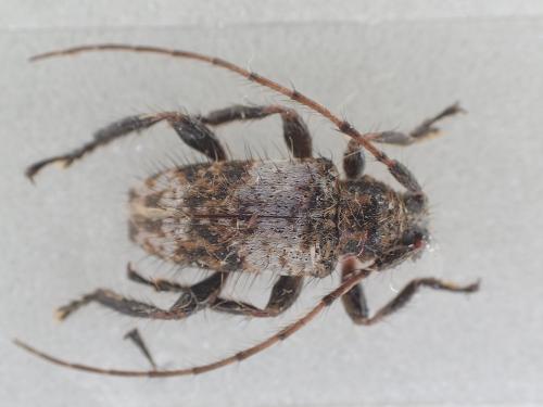 Blabicentrus bella