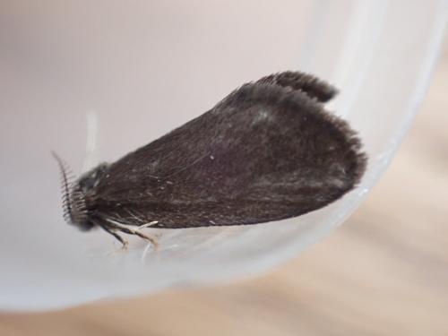 Réf. 299 203 : Psyche crassiorella