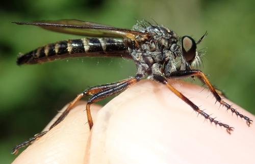 Réf. 299 912 : Stilpnogaster stabilis