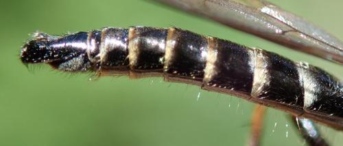 Réf. 299 913 : Stilpnogaster stabilis