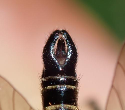 Réf. 299 914 : Stilpnogaster stabilis