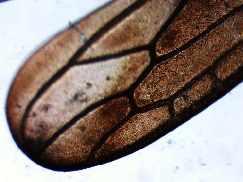 Réf. 299 219 : Balclutha punctata