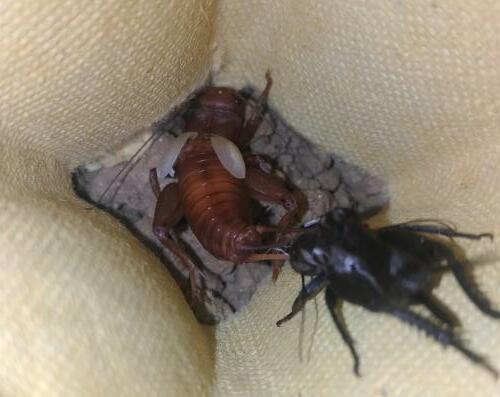 Melanogryllus desertus