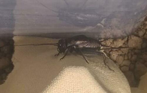 Melanogryllus desertus