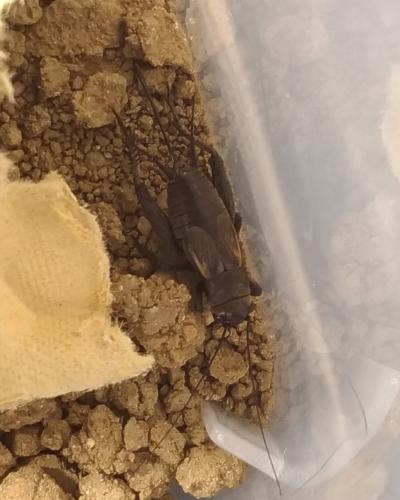 Melanogryllus desertus