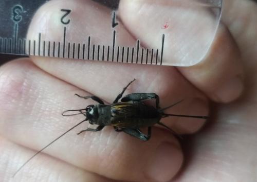 Melanogryllus desertus
