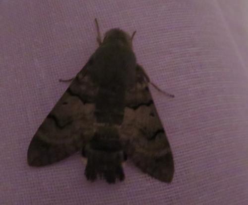 Réf. 299 521 : Macroglossum stellatarum