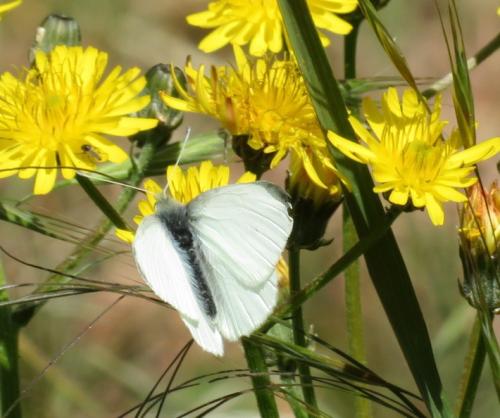 Pieris rapae