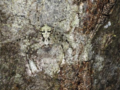 Philodromus margaritatus