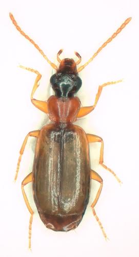 Philorhizus melanocephalus
