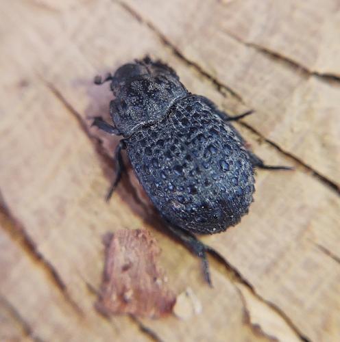 Trox perlatus