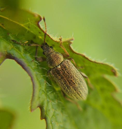 Réf. 299 579 : Phyllobius pyri