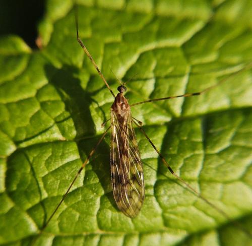 Réf. 299 581 : Limonia nubeculosa