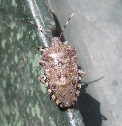 Rhaphigaster nebulosa