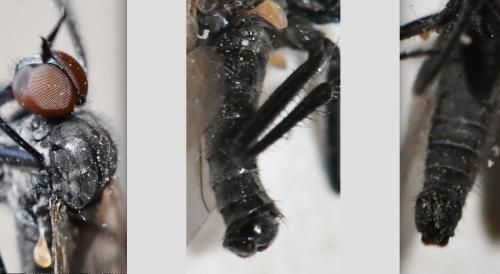 Rhamphomyia sp.